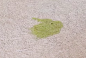 Pet Urine Stain on Carpet