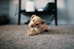Pet Dander Allergy from Carpets