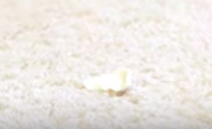 Chewing gum stuck on carpet